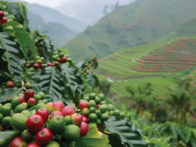 Eje Cafetero